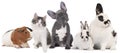 Group of different pets Royalty Free Stock Photo