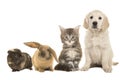 Group of different pets, a puppy, kitten, rabbit and a guinea pig Royalty Free Stock Photo