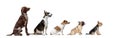 Group of different purebred dogs sitting isolated over white studio background. Collage Royalty Free Stock Photo