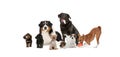 Group of different purebred dogs sitting isolated over white studio background. Collage Royalty Free Stock Photo