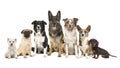 Group of different purebred dogs from small to large sitting looking at the camera on a white backgroundv Royalty Free Stock Photo