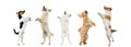 Group of different purebred dogs standing, jumping, looking up isolated over white studio background. Collage Royalty Free Stock Photo