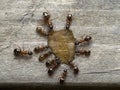 P5080048 a group of carpenter ants, Camponotus vicinus, drinking a drop of honey cECP 2022