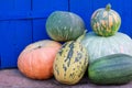 Group of different sort of pumpkins on bright blue painted background in vegetables market Royalty Free Stock Photo