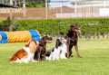 Group of different type dogs stand on grass field as line formation and look forward with sun light and happiness