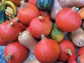 Group of different varieties of pumpkins