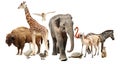 Group of different wild animals on white background, collage Royalty Free Stock Photo