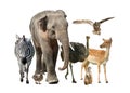 Group of different wild animals on white background, collage Royalty Free Stock Photo