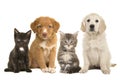 Group of young pets two sitting puppies and two sitting kittens facing the camera isolated on a white background Royalty Free Stock Photo