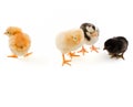 Group of diffrenet chicks Royalty Free Stock Photo