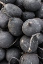 Group of dirty raw black radish fresh gathered on field at ecological farm, summer tray market full of organic vegetables, healthy Royalty Free Stock Photo