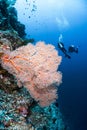 Group of divers exploring a vibrant and colorful coral reef in a tropical ocean environment