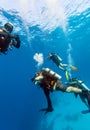 Group of divers on 5-min safety stop Royalty Free Stock Photo