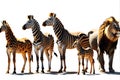 Group of Diverse Animals - Zebra, Lion, Elephant, Giraffe, and Parrot - Standing Side by Side Casting Unity