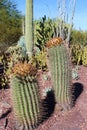 Ferrocactus wislizeni, Agave, Saguaro and Cholla cacti in the Arizona desert