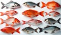 Group of diverse sea fish arranged neatly on a plain white surface. Various colourful aquatic creatures displayed from above. Royalty Free Stock Photo
