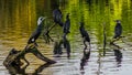 Group of diverse shags sitting on tree branches above the water Royalty Free Stock Photo