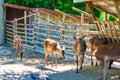 Group of does in zoo Varna Bulgaria Royalty Free Stock Photo