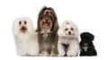 Group of dog : maltese and Havanese puppy