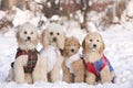Group of dogs Royalty Free Stock Photo