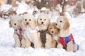 Group of dogs Royalty Free Stock Photo