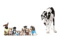 Group of dogs against white background Royalty Free Stock Photo