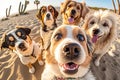 group of dogs on the beach holiday taking a selfie with palms and sand