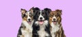 Group of dogs, border collie and Australian Shepherd, panting together on pink