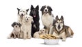 Group of dogs with a bowl full of bones Royalty Free Stock Photo
