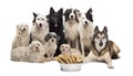 Group of dogs with a bowl full of bones Royalty Free Stock Photo