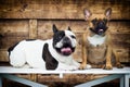 group of dogs breed french bulldog together Royalty Free Stock Photo