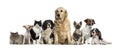 Group of Dogs and a cat Royalty Free Stock Photo