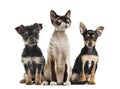 Group of dogs and cat sitting, isolated Royalty Free Stock Photo