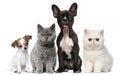 Group of dogs and cats in front of white Royalty Free Stock Photo