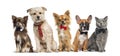 Group of dogs and cats Royalty Free Stock Photo