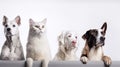 group of dogs and cats in front of a white background, studio shot. Royalty Free Stock Photo