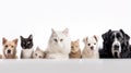 group of dogs and cats in front of a white background, studio shot. Royalty Free Stock Photo