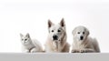 group of dogs and cats in front of a white background, studio shot. Royalty Free Stock Photo