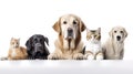 group of dogs and cats in front of a white background, studio shot. Royalty Free Stock Photo