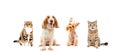 Group of dogs and cats Royalty Free Stock Photo