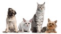 Group of dogs and cats sitting in front of white Royalty Free Stock Photo