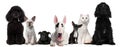 Group of dogs and cats sitting in front of white Royalty Free Stock Photo