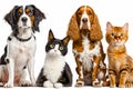 Group of dogs and cats sitting next to each other in front of white background. Generative AI Royalty Free Stock Photo