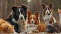 A group of dogs and cats sitting peacefully. Suitable for pet lovers Royalty Free Stock Photo