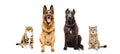 Group of dogs and cats sitting together Royalty Free Stock Photo