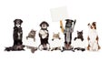 Group of Dogs and Cats Sitting Up Holding Blank Signs Royalty Free Stock Photo