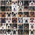 Group of dogs Royalty Free Stock Photo