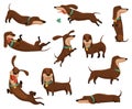 Group of dogs dachshund. Cute funny characters portrait in different poses. Short-legged pets with long body. Adorable