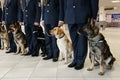 A group of dogs for detecting drugs at the airport standing near the customs officers. Royalty Free Stock Photo