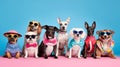 A group of dogs of different breeds in clothes, glasses and on a blue background Royalty Free Stock Photo